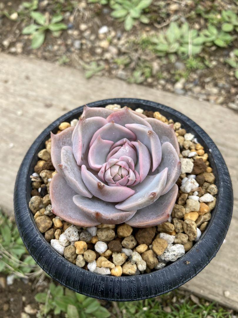 多肉植物 エケベリア トップピンク 極上 （多肉植物図鑑PUKUBOOK