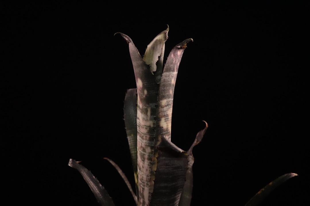 Billbergia 'Pipeline'〔ビルベルギア〕現品発送B0267