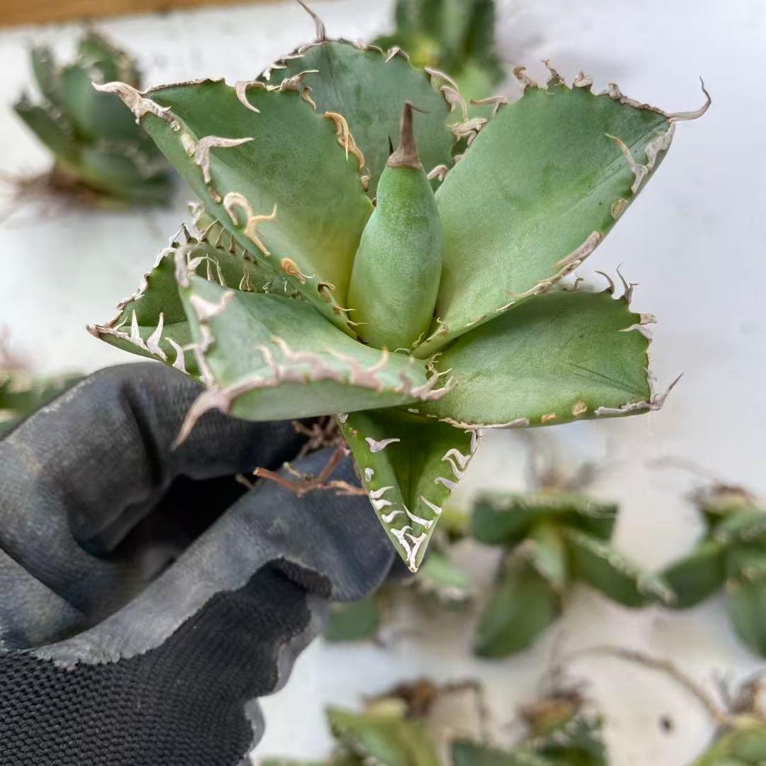 フィリグリー 圓葉拇指