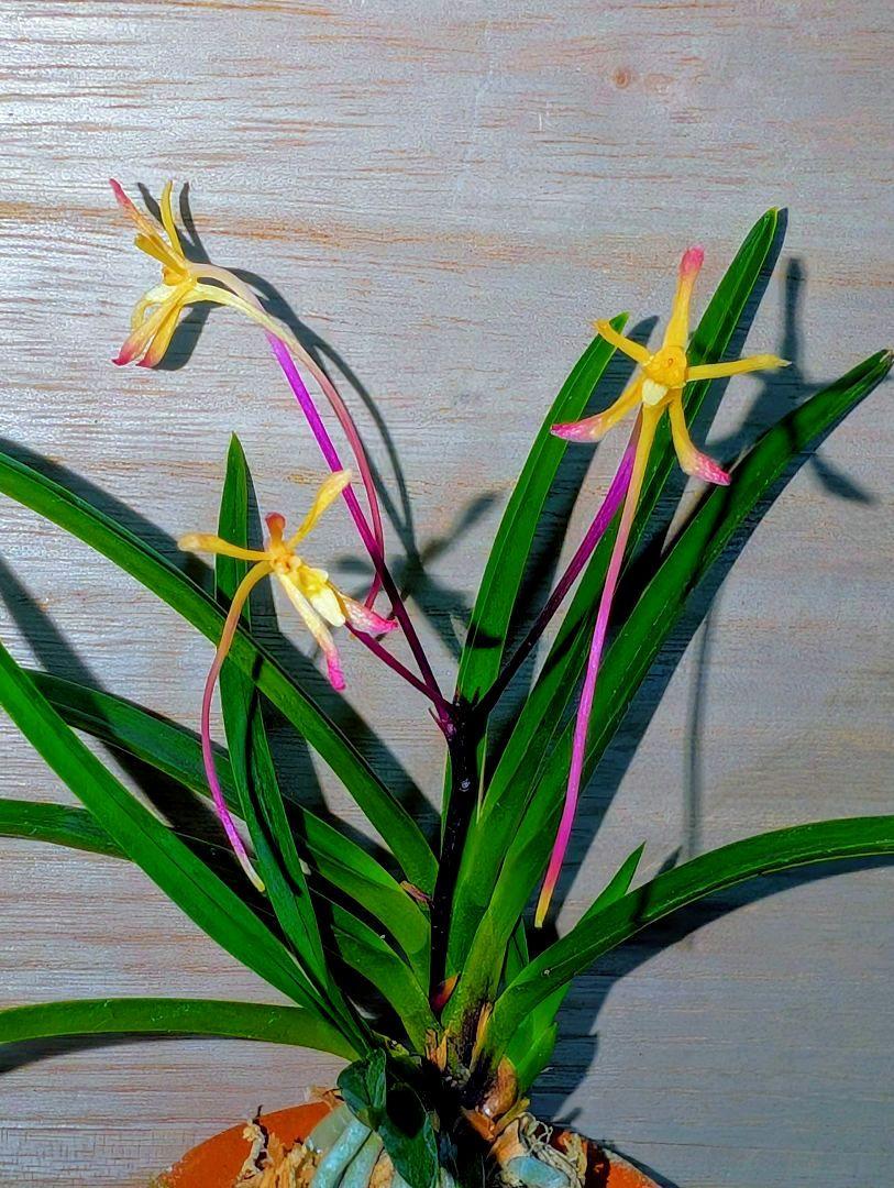 富貴蘭 一豊(天然種一番の美花種!)開花中 - メルカリ