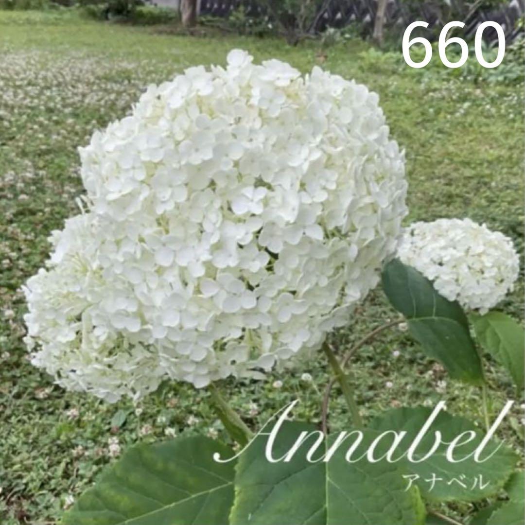 660.　アナベル　抜き苗