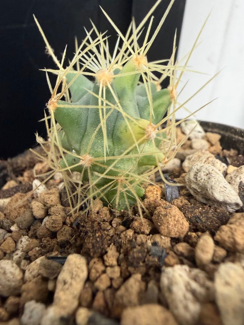 斑入りドライガーデン多肉サボテン実生アガベ アロエ南国♥に近い