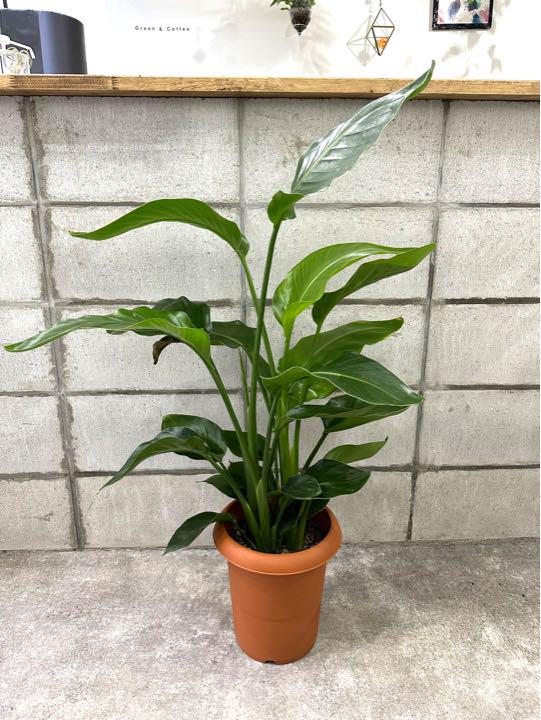 再再販 3株入ってます ストレチア 極楽鳥花 ストレリチア オーガスタ 植物 観葉植物 Www Vakantiehuislentevreugd Nl