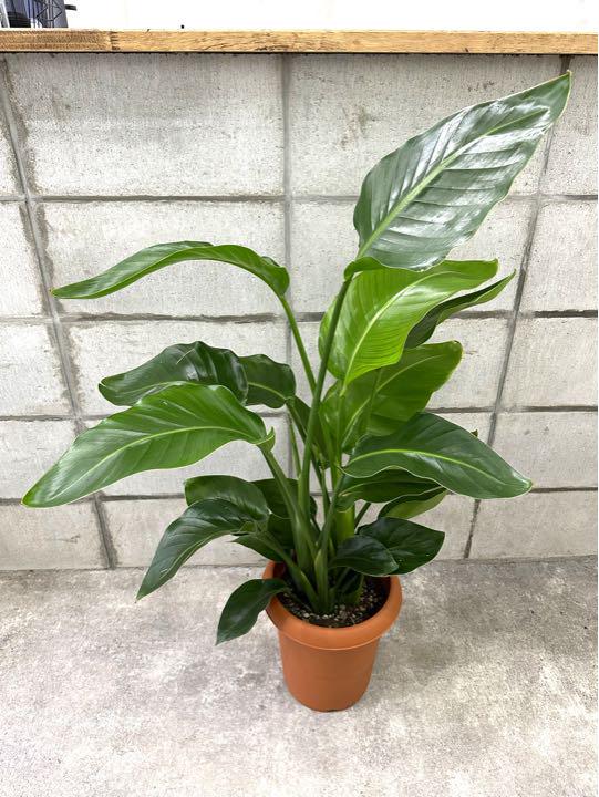 再再販 3株入ってます ストレチア 極楽鳥花 ストレリチア オーガスタ 植物 観葉植物 Www Vakantiehuislentevreugd Nl