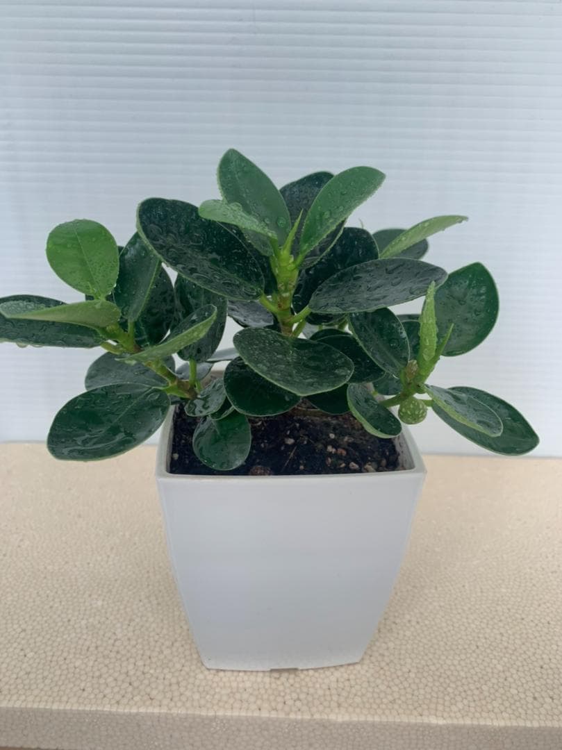 メルカリ パンダガジュマル 実あり 植物 観葉植物 2 700 中古や未使用のフリマ