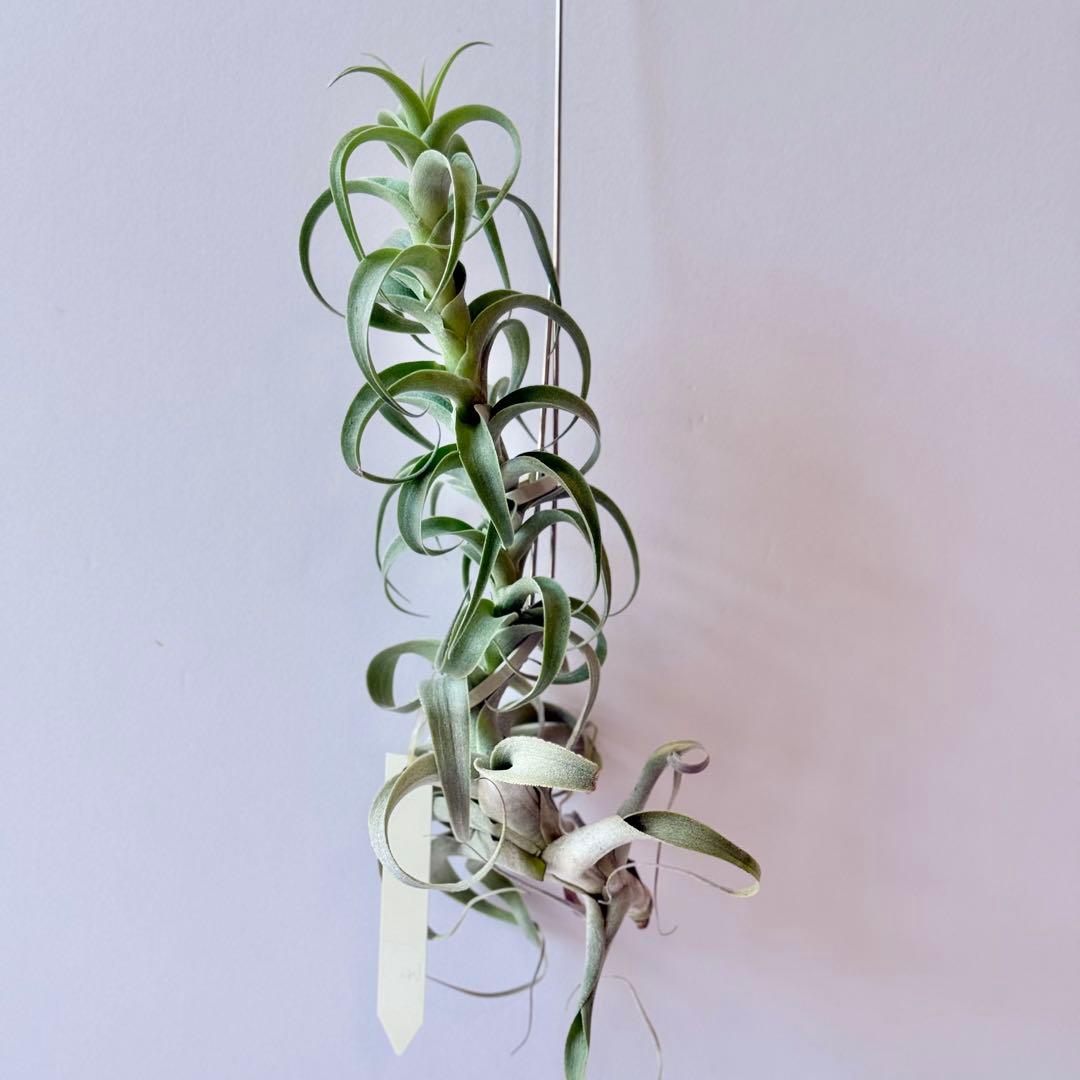 ロングフォーム シルバー目立った傷や汚れなし