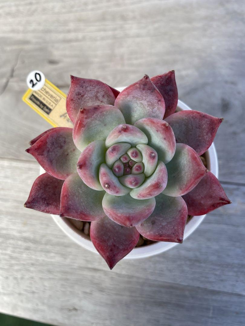 追加枠　カリフォルニア輸入　【20】札付き速達　赤紫リンゼアナNo.4　多肉植物