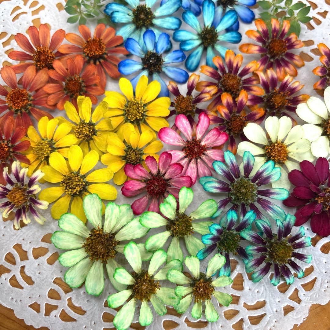 ドライフラワー