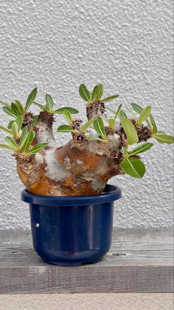 パキポディウム エニグマティクム 赤肌 発刊済み パキポディウム エニグマティクム 赤肌 発刊済み