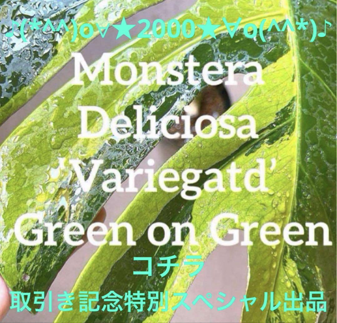 コチラ♪(*^^)o∀★2000★∀o(^^*)♪ 取引き記念特別スペシャル出品