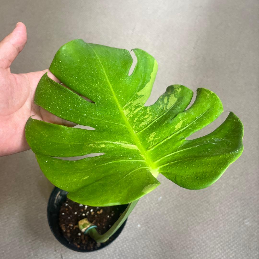 コチラ♪(*^^)o∀★2000★∀o(^^*)♪ 取引き記念特別スペシャル出品 コチラ♪(*^^)o∀★2000★∀o(^^*)♪ 取引き記念特別スペシャル出品