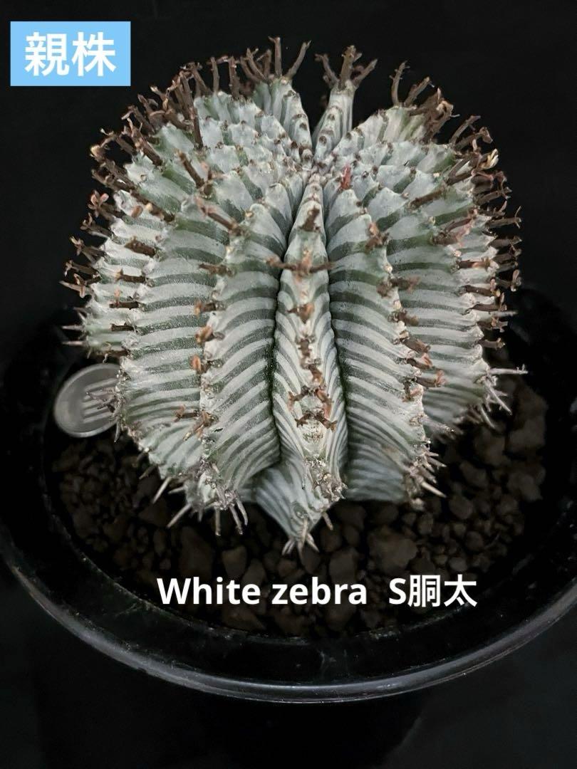 見事な ユーフォルビアホリダ White zebra S胴太 - メルカリ その他多肉植物