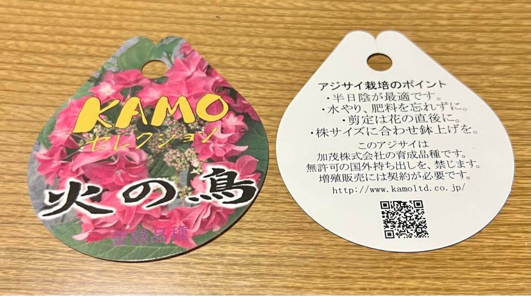 ❣️紫陽花 火の鳥（KAMOセレクション正規品）自家栽培 挿し木苗