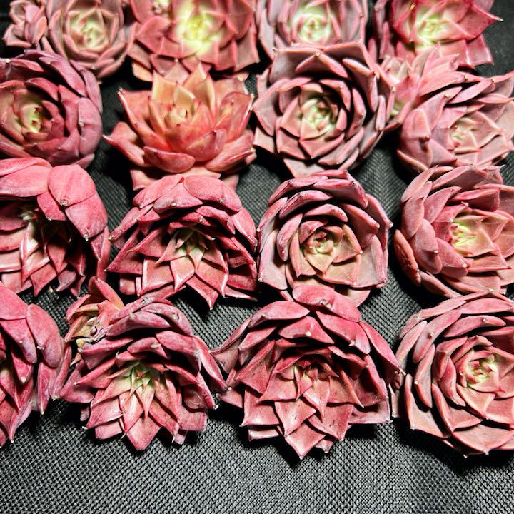 100%正規品 多肉植物 レア、新品種 コルシカローズ 在庫 24つ その他多肉植物