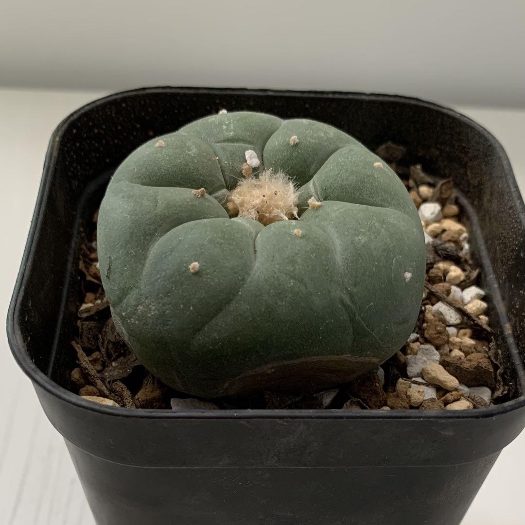 ロホホラ 疣銀冠玉の実生 鉢植えメルカリ便送料込み - メルカリ