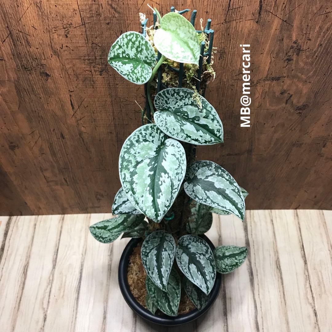 人気ショップが最安値挑戦！】 スキンダプサス トリカラー シルバー