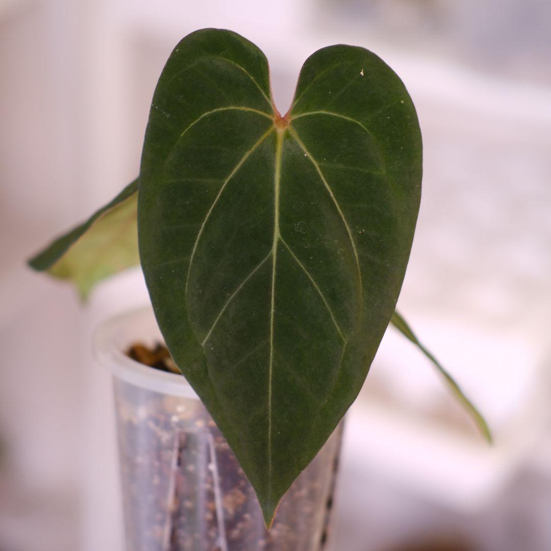 Anthurium KOS × Michelle|キングオブスペード×ミシェル Anthurium KOS × Michelle|キングオブスペード×ミシェル