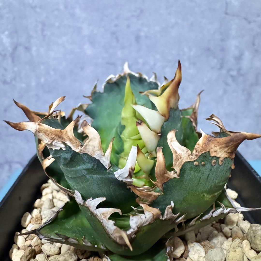 特選！アガベ　チタノタ　オテロイ　赤猫　ゴリ猫　ボールタイプ　強刺　15 特選！アガベ チタノタ オテロイ 赤猫 ゴリ猫 ボールタイプ 強刺 15