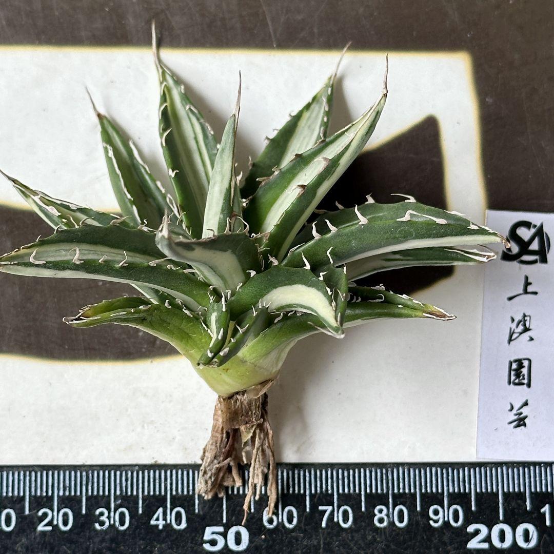 【上澳園芸】アガベ \"ホリダ錦\" 白中斑 極上株 上澳園芸】アガベ 