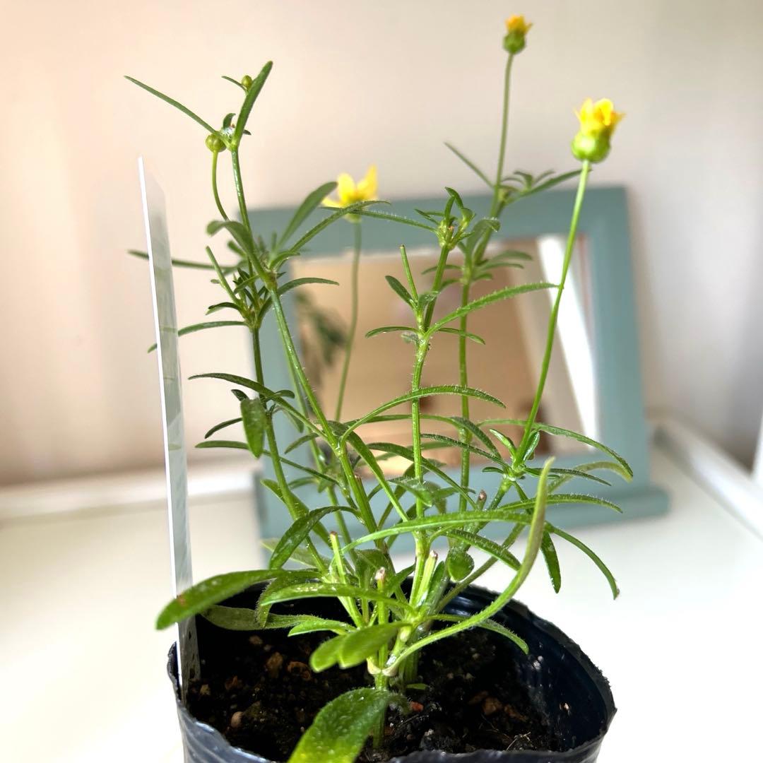 【色変わり】コレオプシス　スイートマーマレード　3号ポット苗《8/31》