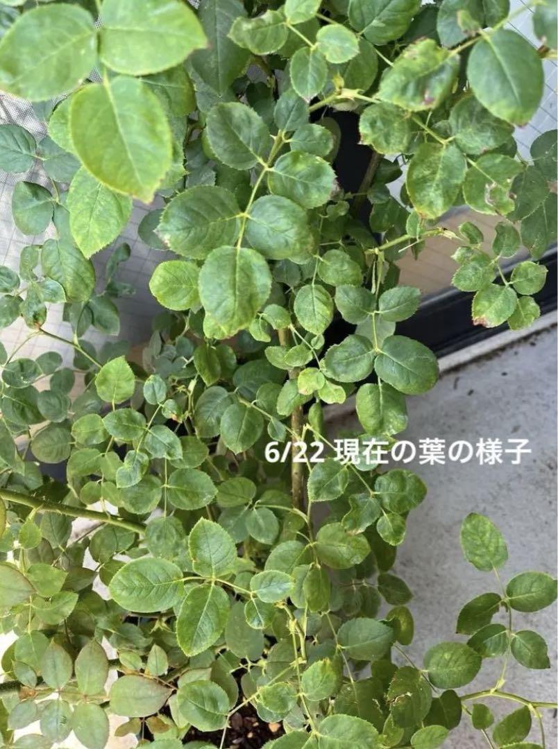 バラ苗 セントセシリア （バラ苗 セントセシリア 廃盤品種