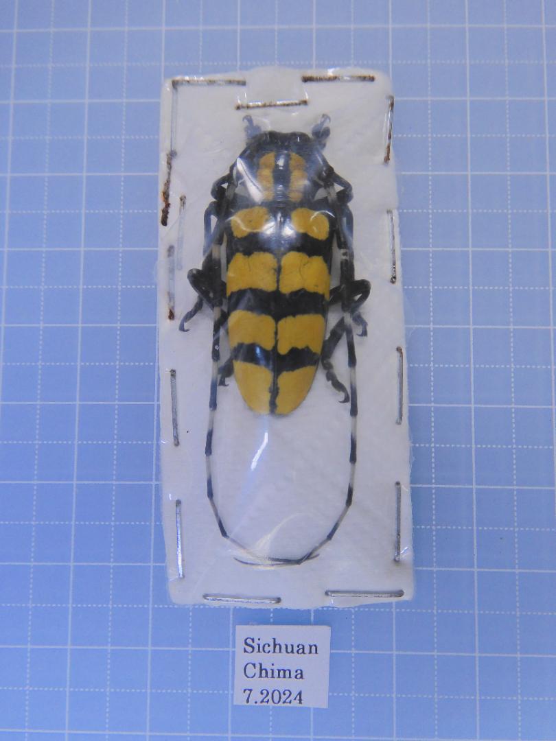 中国産 ヘビトンボ 126mm 昆虫用品