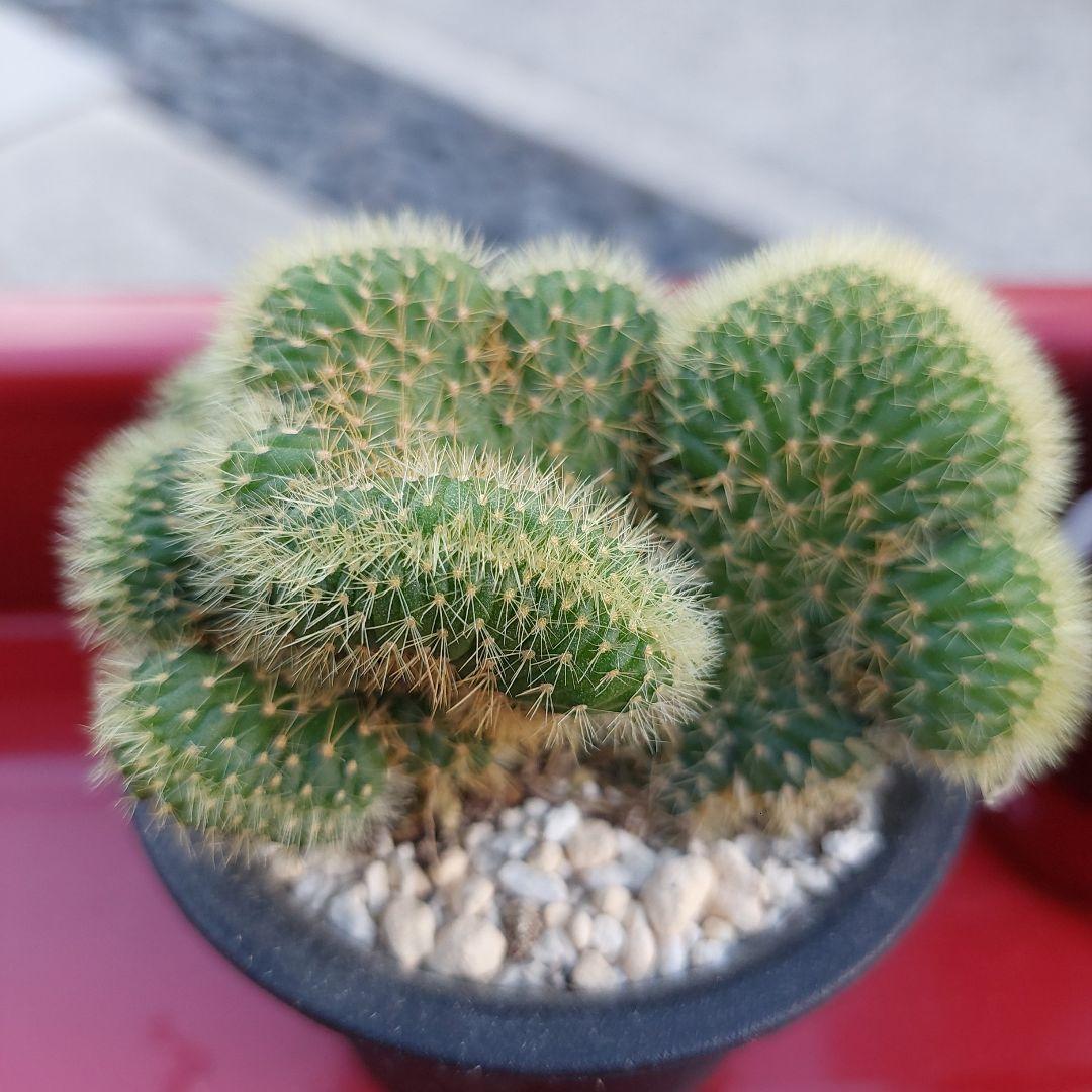 サボテン 黄金紐綴化と玉翁綴化のまとめ売り❗すべて鉢付き‼️ サボテン 黄金紐綴化と玉翁綴化のまとめ売り❗すべて鉢付き‼️