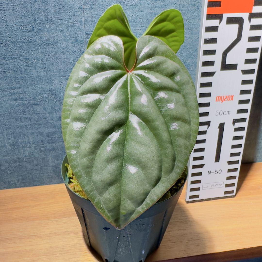 アンスリウム ルクスリアンス Anthurium luxurians 観葉植物