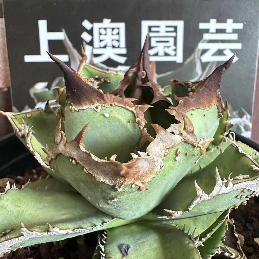 708【上澳園芸】 アガベ　agave チタノタ 鰐亀