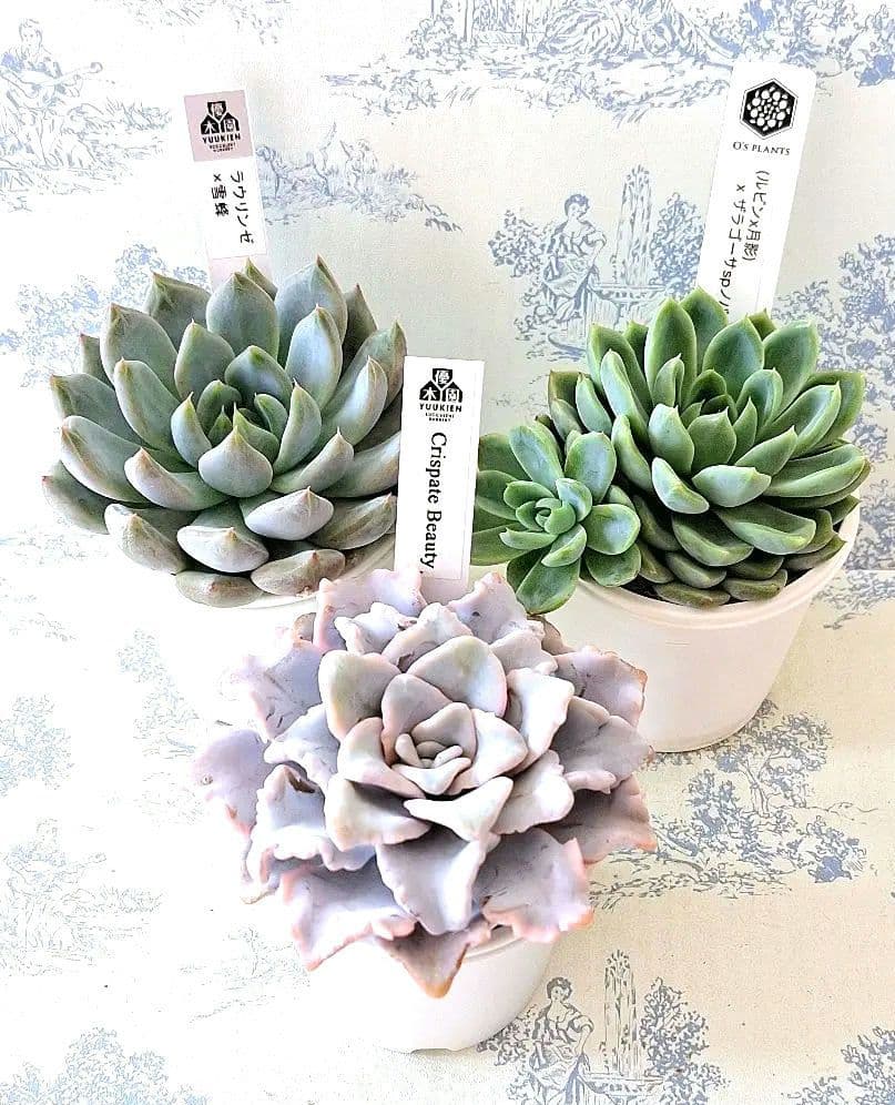 優木園さん苗オーズさん苗3点セット札付きポットごとメルカリ便バラ売り不可