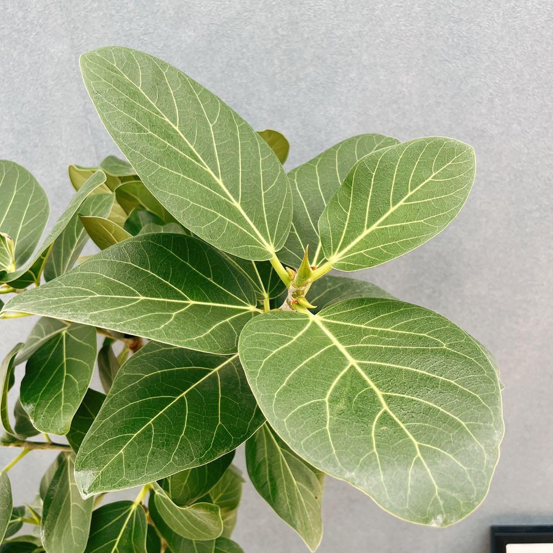 現品 16番 フィカスベンガレンシス 曲がり 8号 観葉 室内 大型 幹太 YUZUMIYA_COM