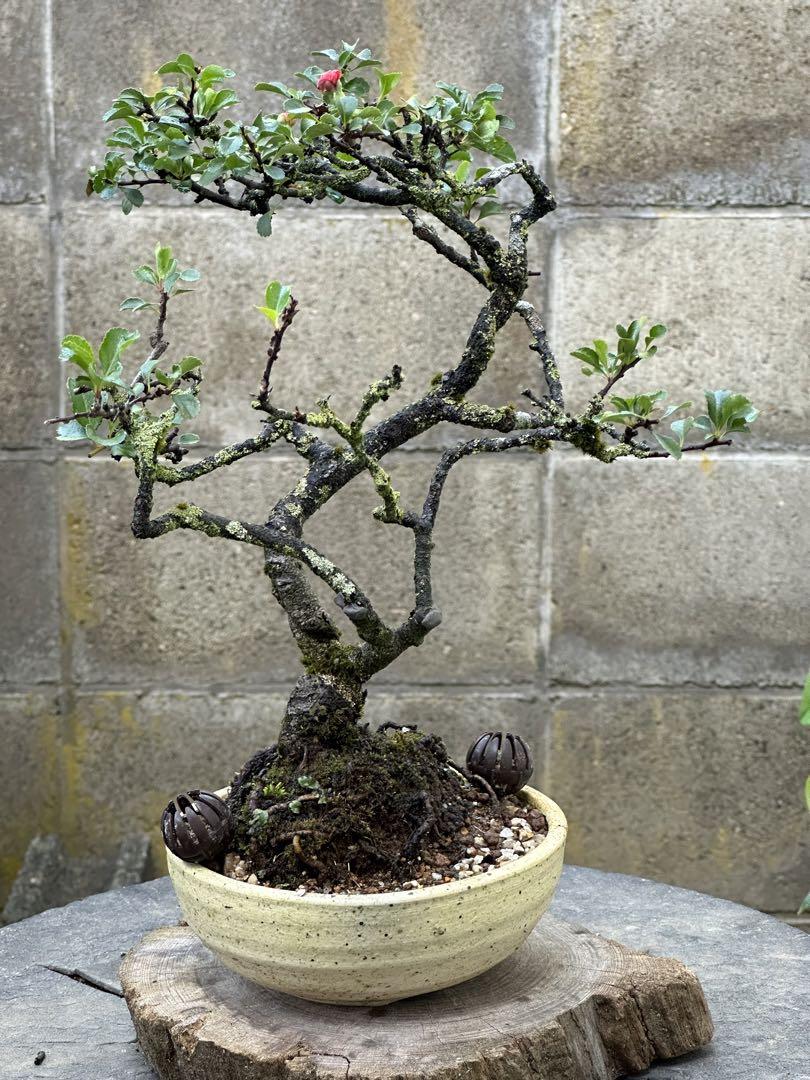 長寿梅赤花TB-8小品 中品 盆栽 赤花 開花中