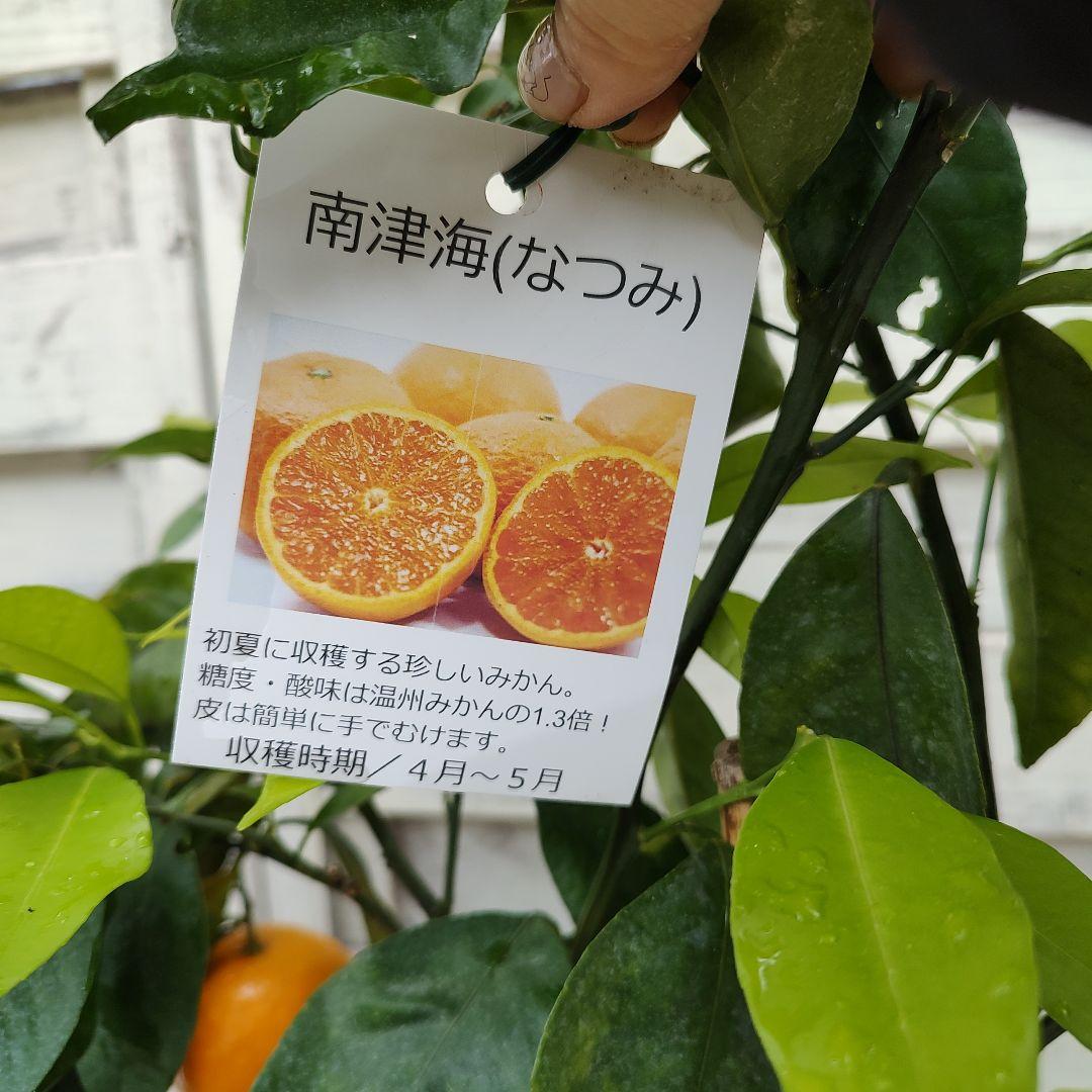 南津海 なつみ 3年生 苗木
