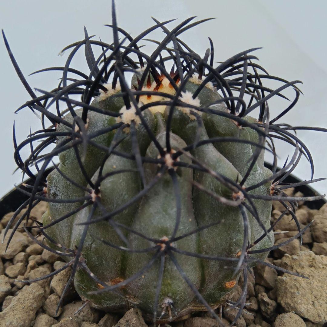 繁殖強刺自根苗 コピアポア