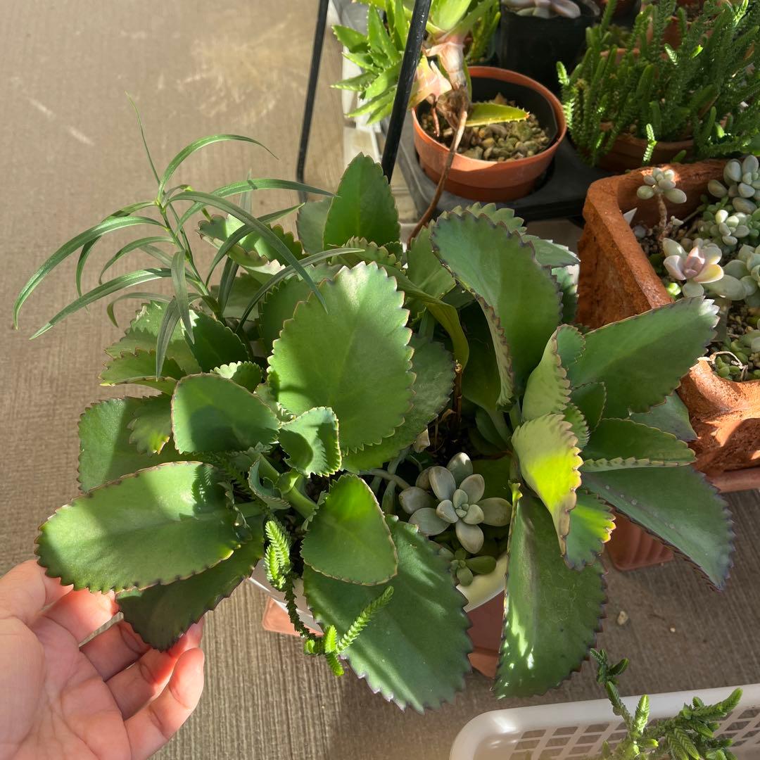 子宝草、抜き苗 子宝草 抜き苗 多肉植物 子宝草 子宝弁慶草 抜き苗 約10苗