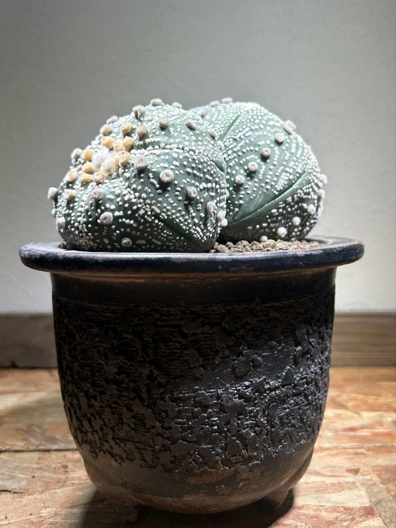 特大 超強棘 サボテン sp. 鉢のまま発送 札落ち特価 木質化 長期管理