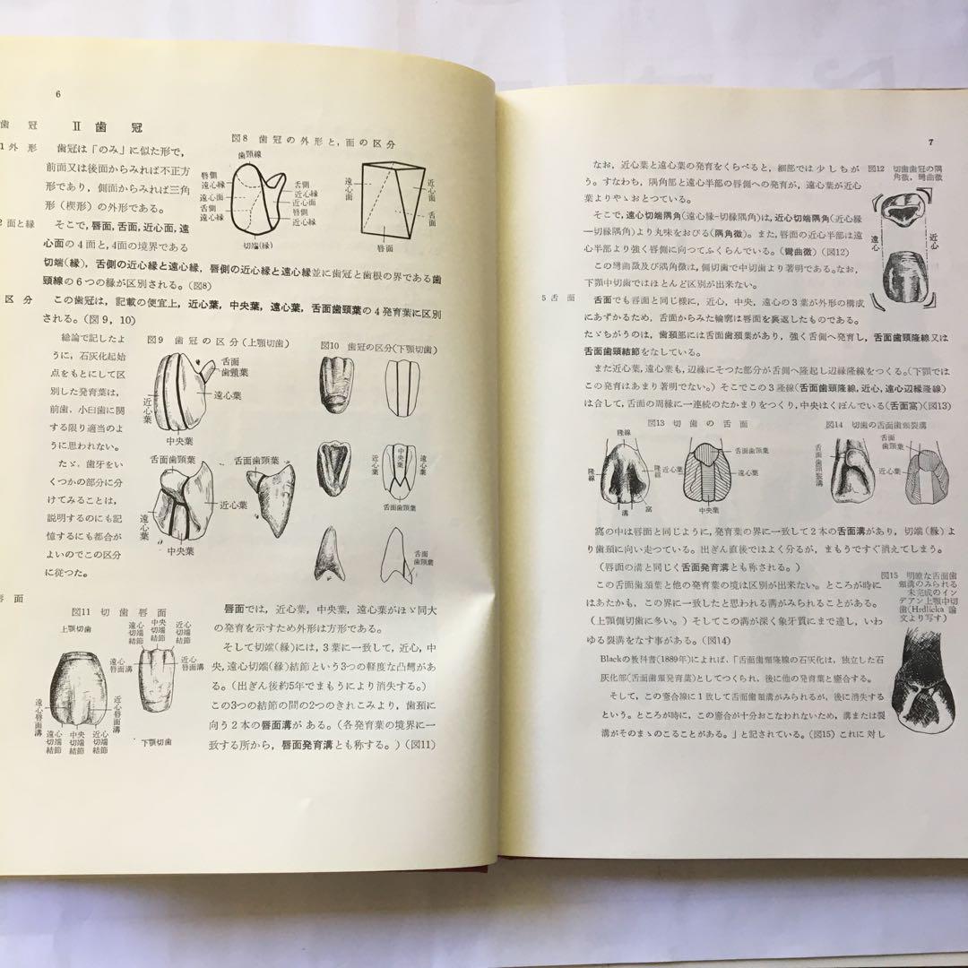 2025年最新】日本人永久歯解剖学の人気アイテム - メルカリ