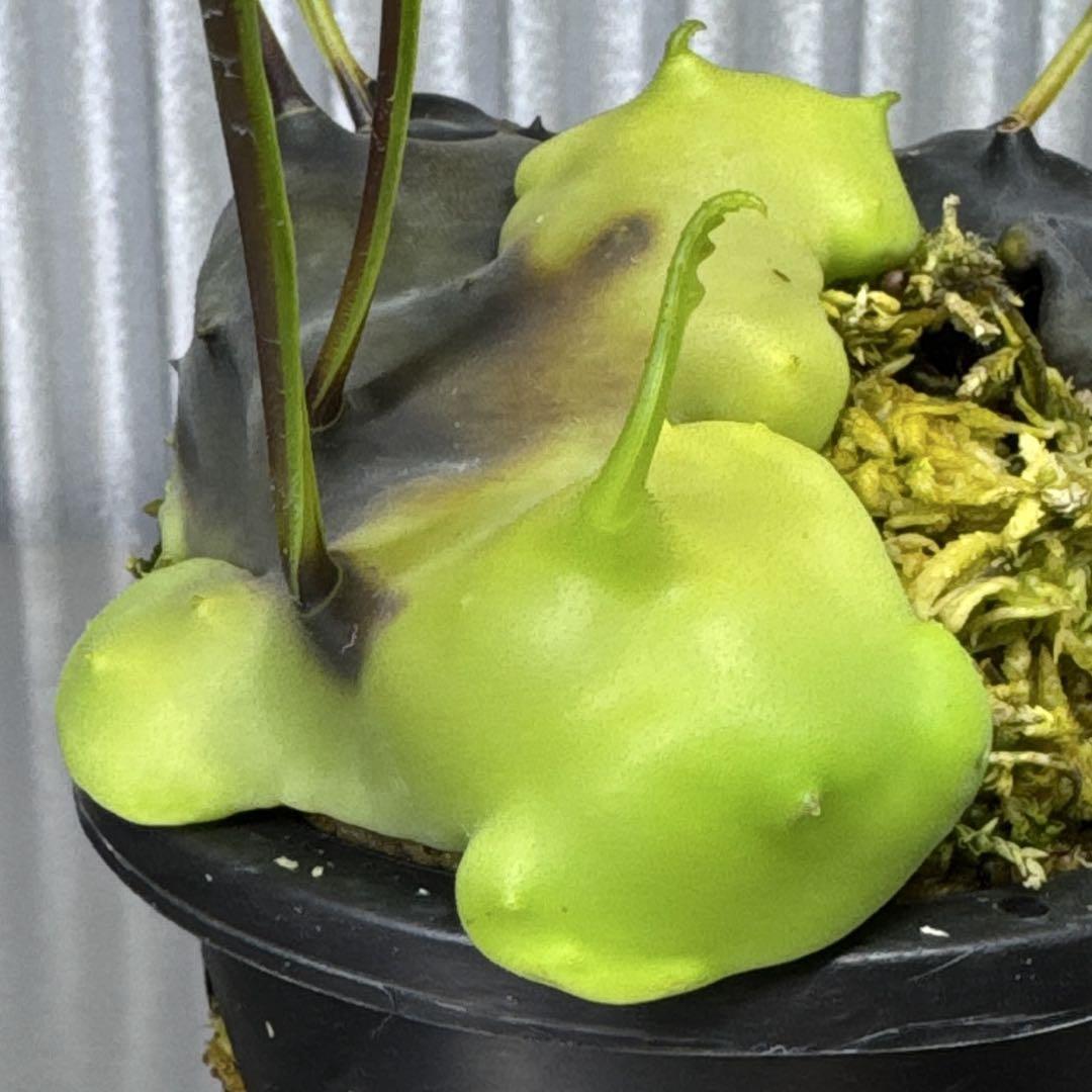 Lecanopteris celebica