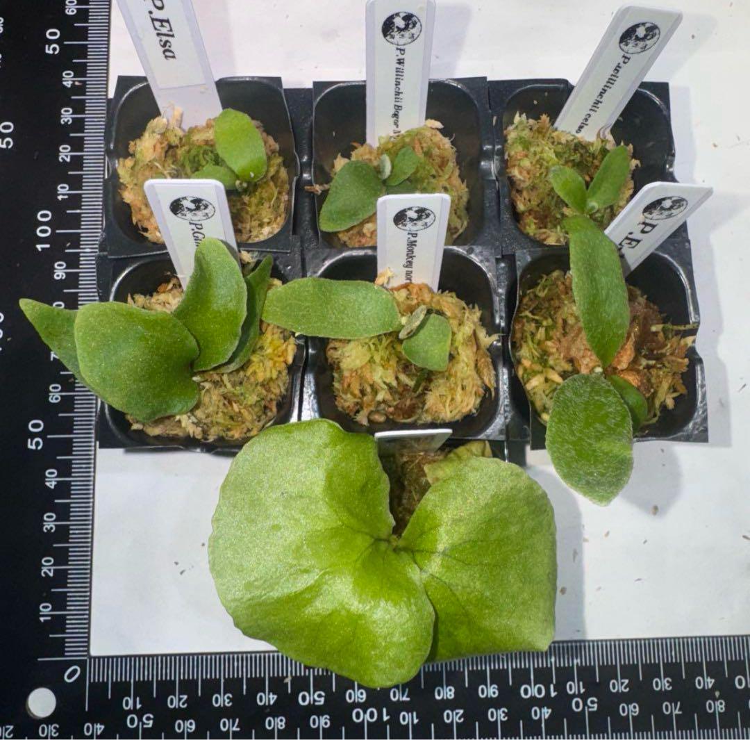 ビカクシダセット7種 エルサoc、ミスタースーダンocなど