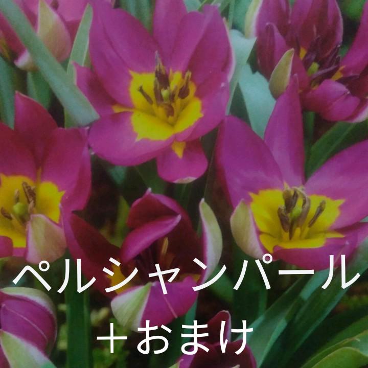 新品本物 原種チューリップ ペルシャンパール Riversidemedicalarts Com