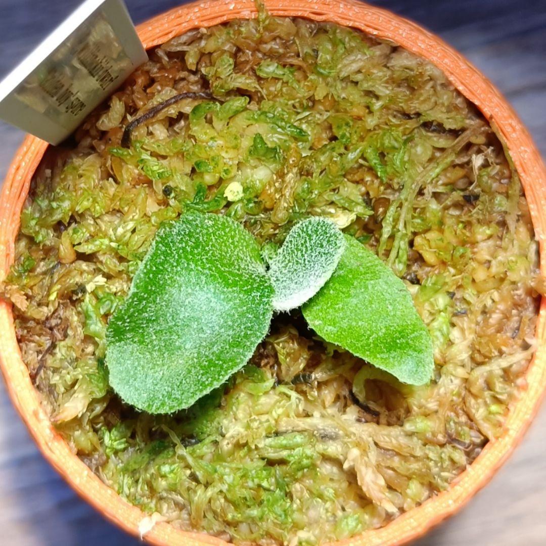 P.willinckii 'Golden boy' dwarf Spore - メルカリ