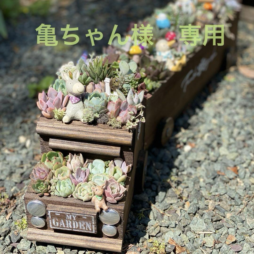 多肉植物　亀ちゃん様　専用