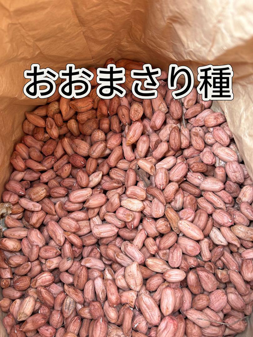 24年 れんげ種子 5kg