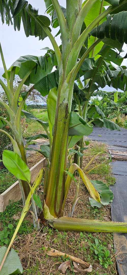 アイスクリームバナナの苗6本やや傷や汚れあり YUZUMIYA_COM