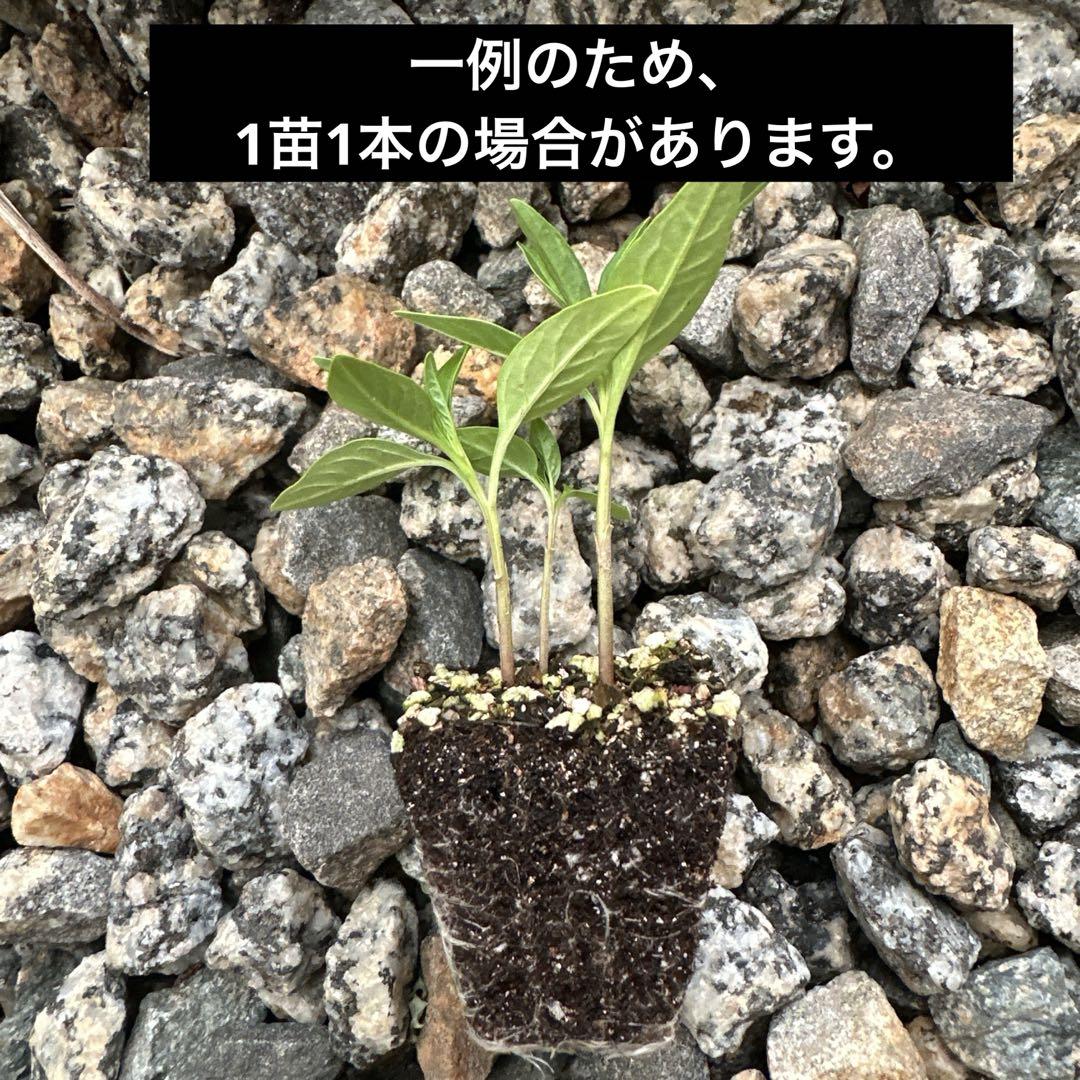 メルカリで売れた植物の梱包方法・発送方法を解説！ - お役立ち