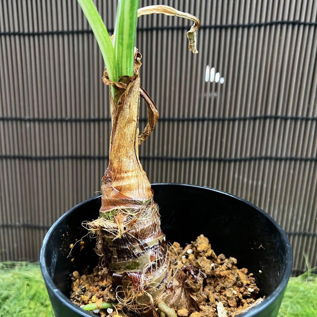 爆安 NEPETHICA NEPENTHES 波佐見焼き プラントポット植木鉢 ...