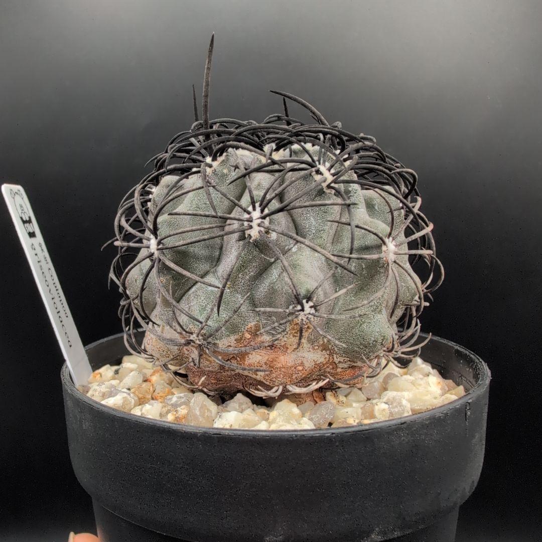 鉢植え メルカリ便送料込みやや傷や汚れあり