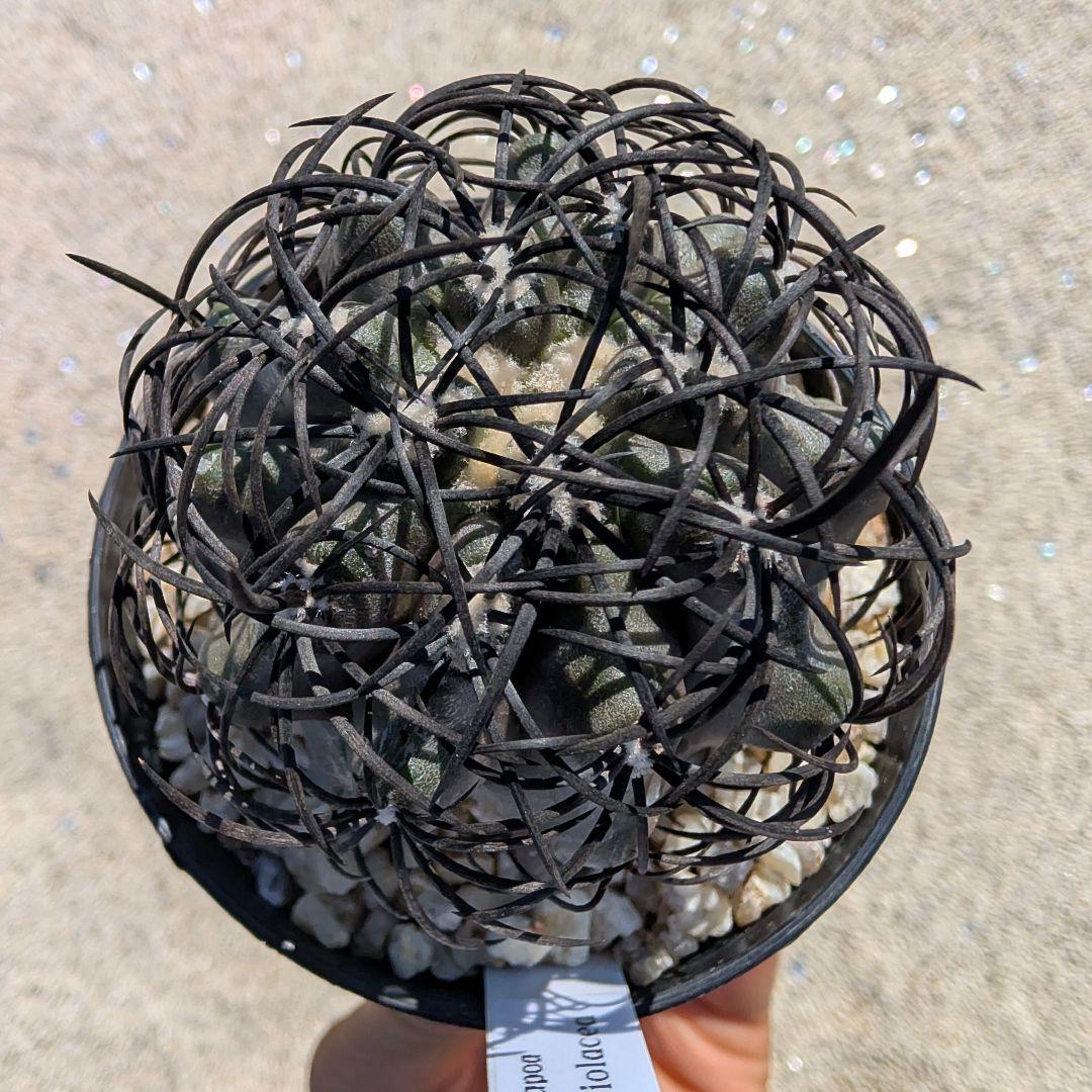 鉢植え