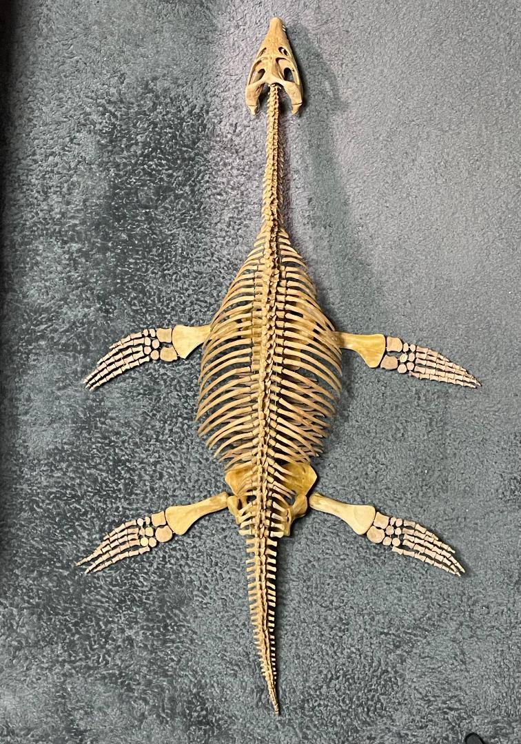 木彫 首長竜ロマレオサウルス 1/6全身骨格模型 112㎝ - メルカリ 木彫 首長竜ロマレオサウルス 1/6全身骨格模型 112㎝ - メルカリ