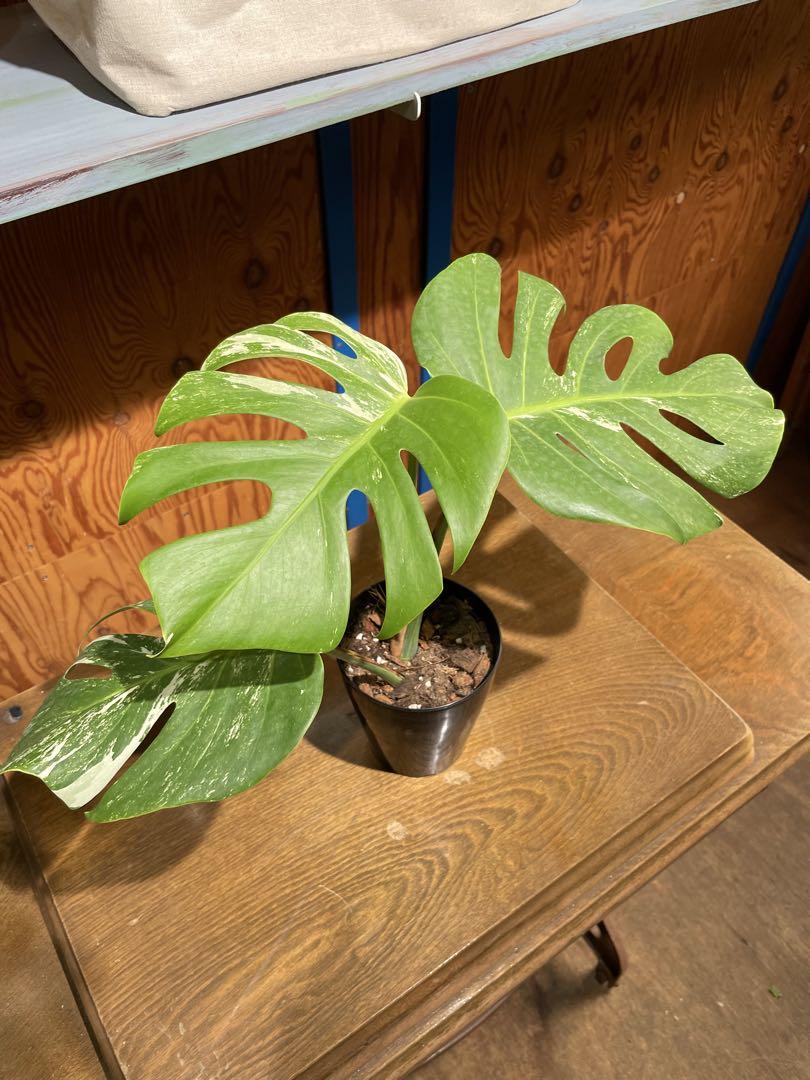 その他観葉植物 ryo